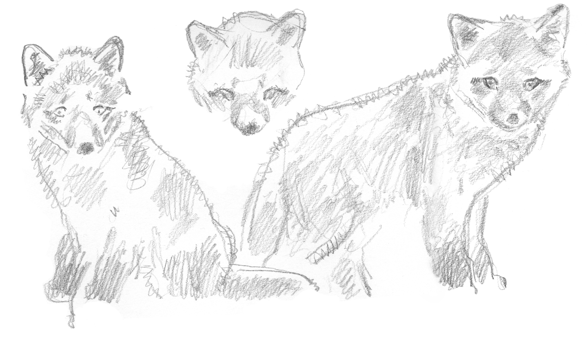 dessins de renardeaux