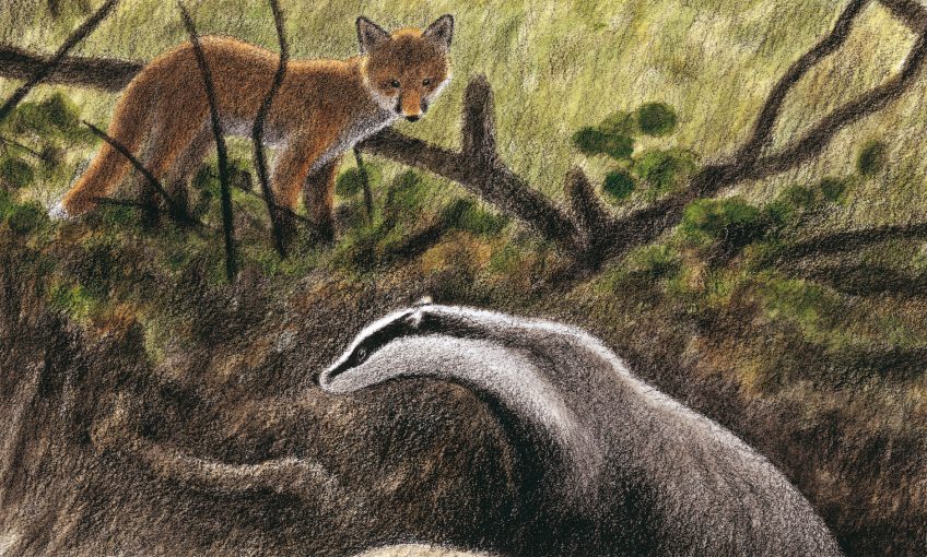 dessin d'un renard et d'un blaireau