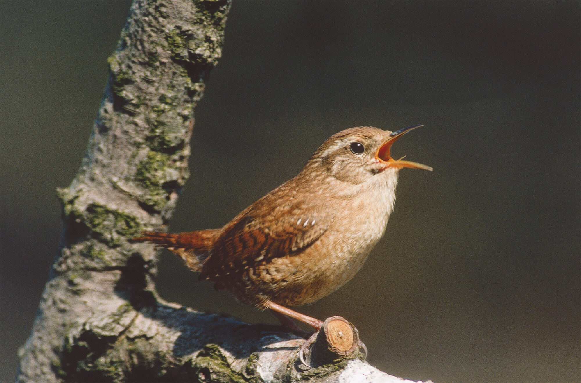 troglodyte mignon qui chante