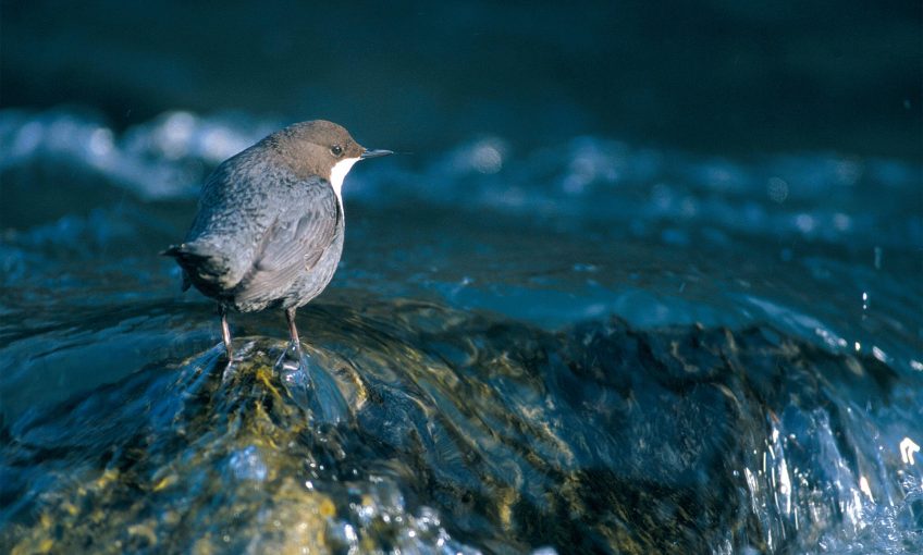 Cincle plongeur au milieu d'une rivière