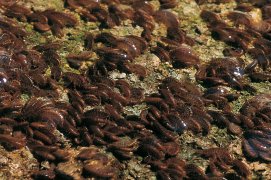 Gammares et larves de phryganes sont parmi les proies les plus fréquemment pêchées par les cincles. / © Michel Roggo