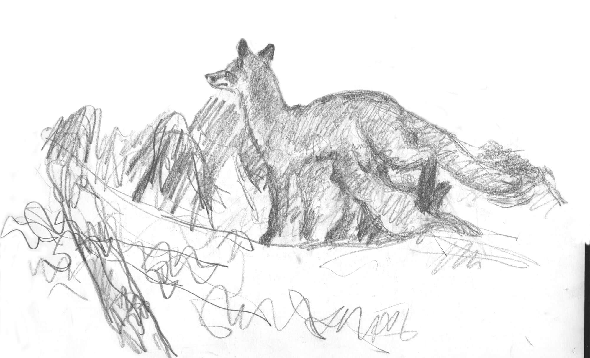 dessin d'un renard