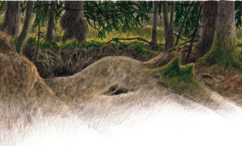 dessin d'un terrier de blaireau