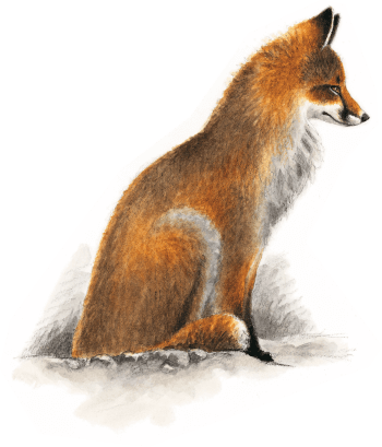 dessin de renard roux