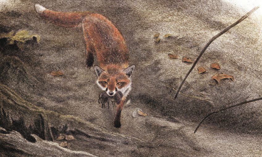 dessin d'un renard qui a capturé des campagnols