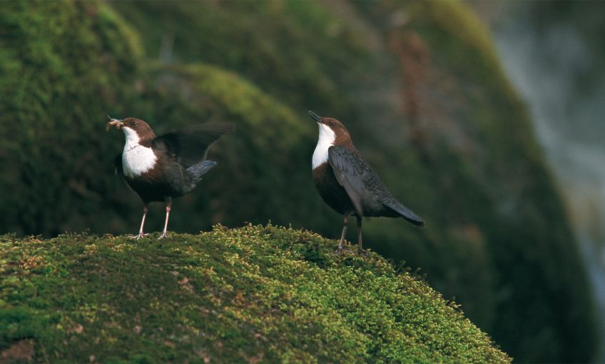 Couple de cincle plongeur
