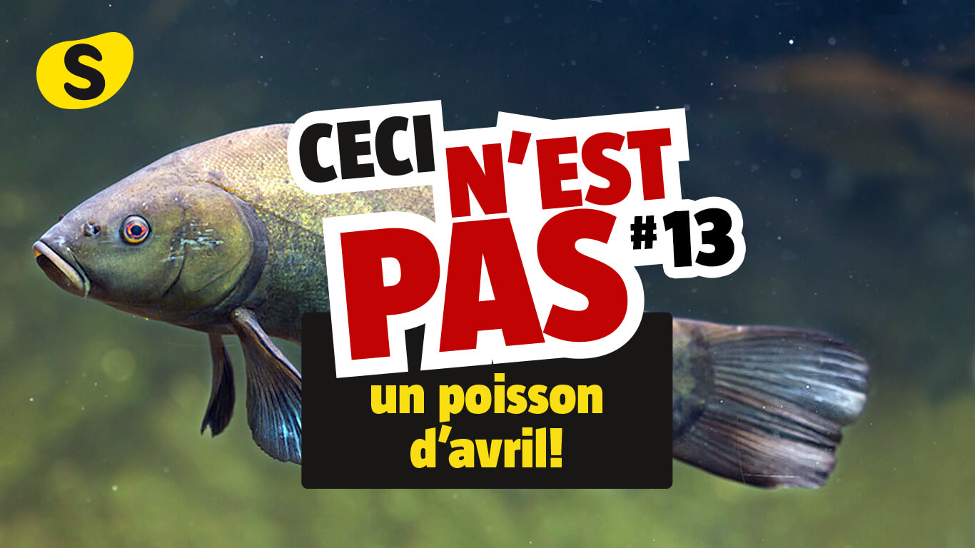 Ceci N Est Pas Un Poisson D Avril La Salamandre