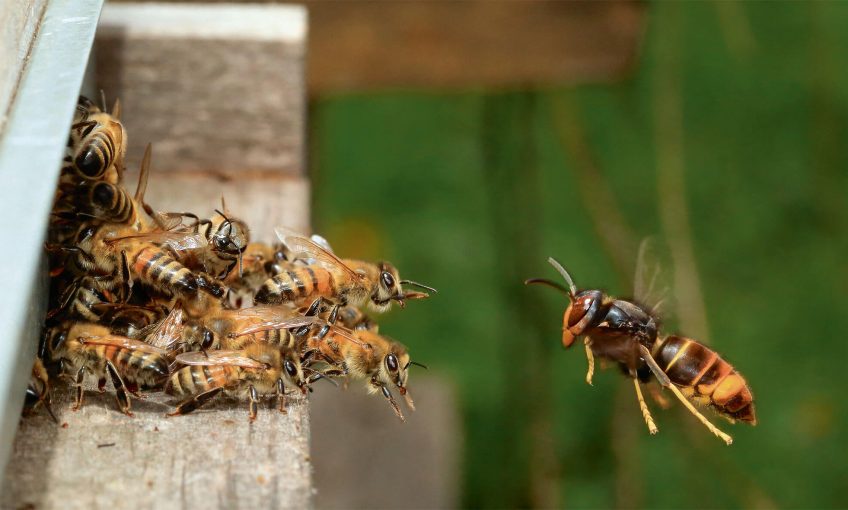 Abeilles domestiques défendant l’entrée de leur ruche contre un frelon asiatique.