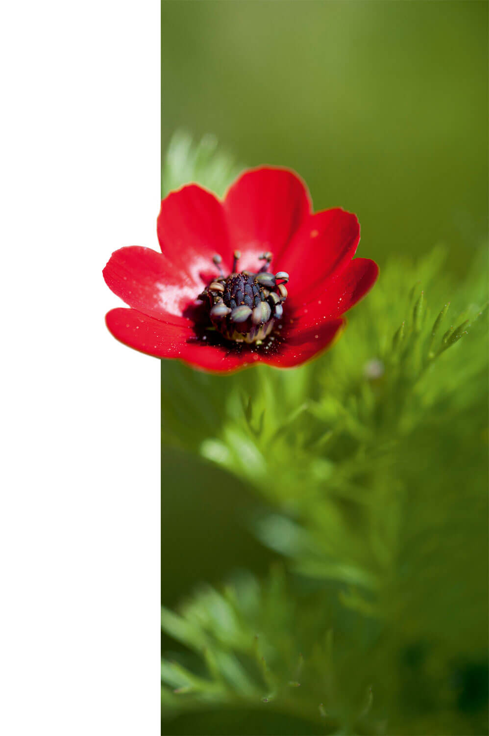 Adonis d'automne plante messicole