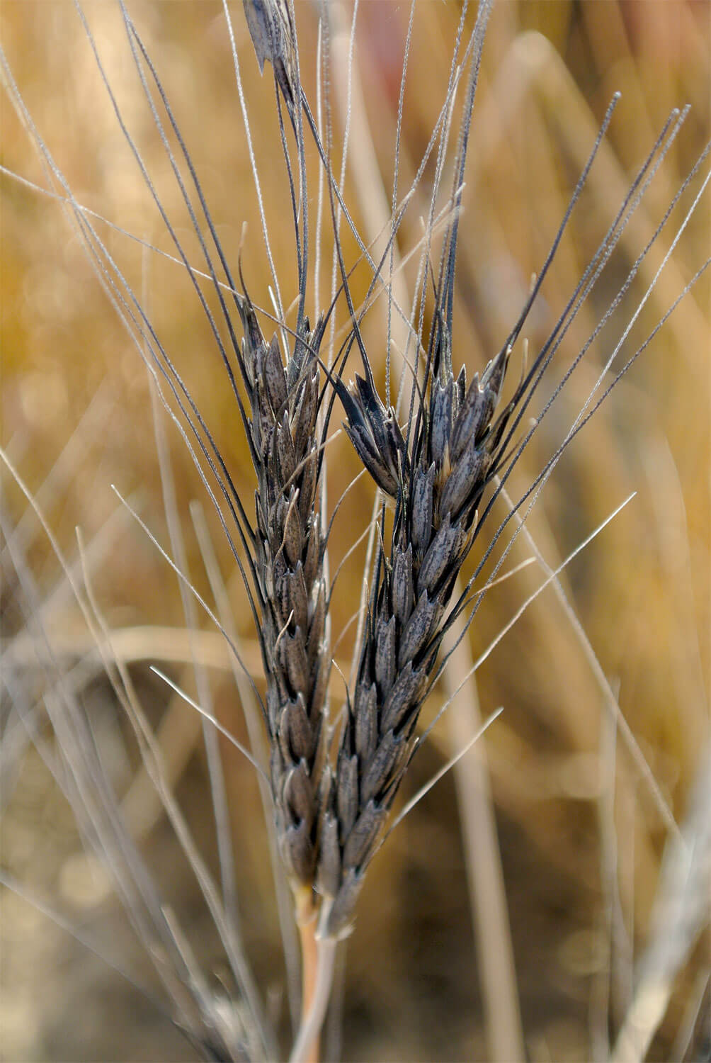 L'amidonnier, ancienne céréale cultivées en Egypte antique