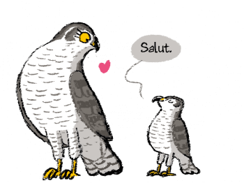 Différences de poids entre les mâles et les femelles rapaces