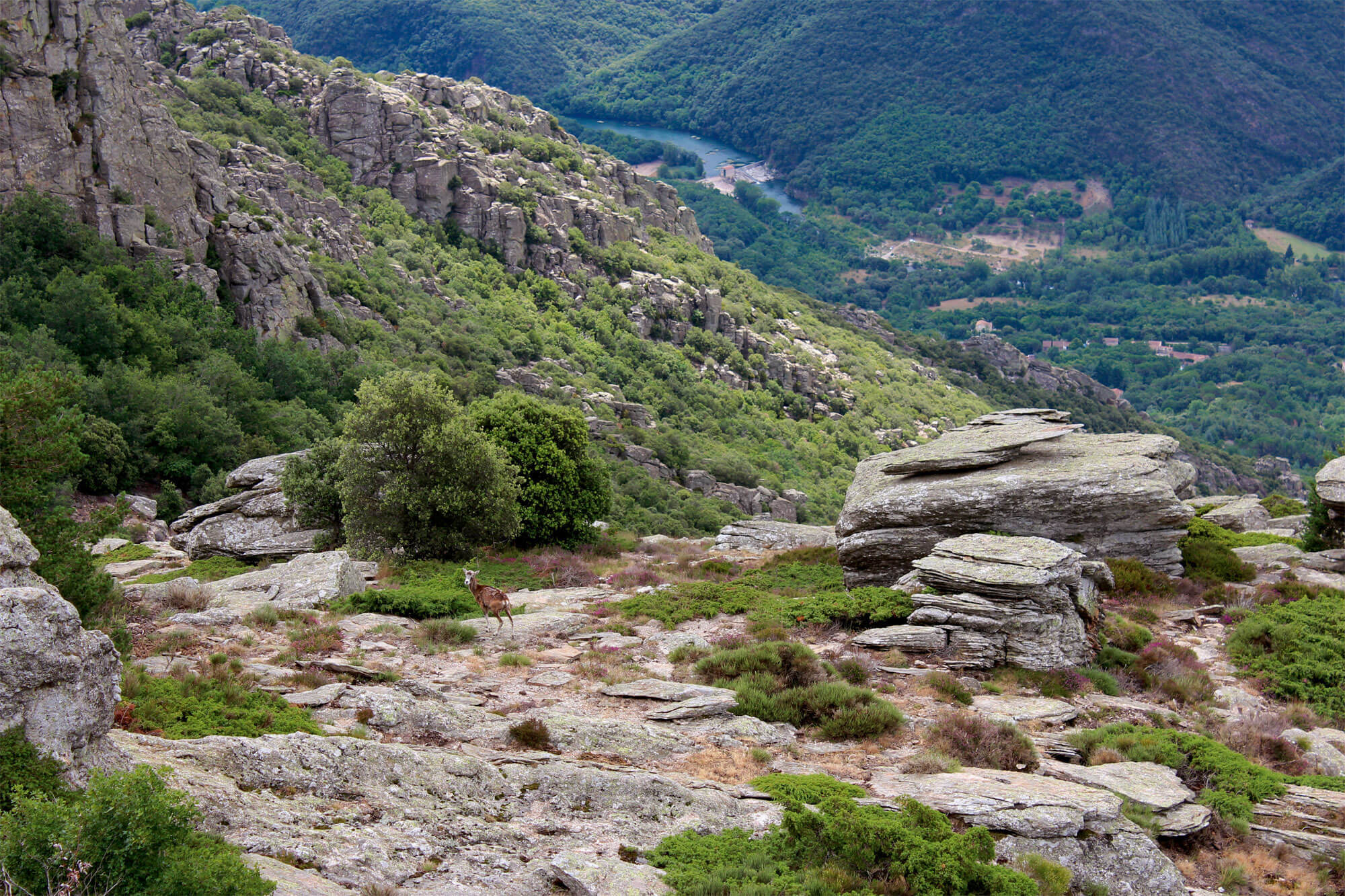 Balade sur les traces du mouflon au massif du Caroux, dans l'Hérault
