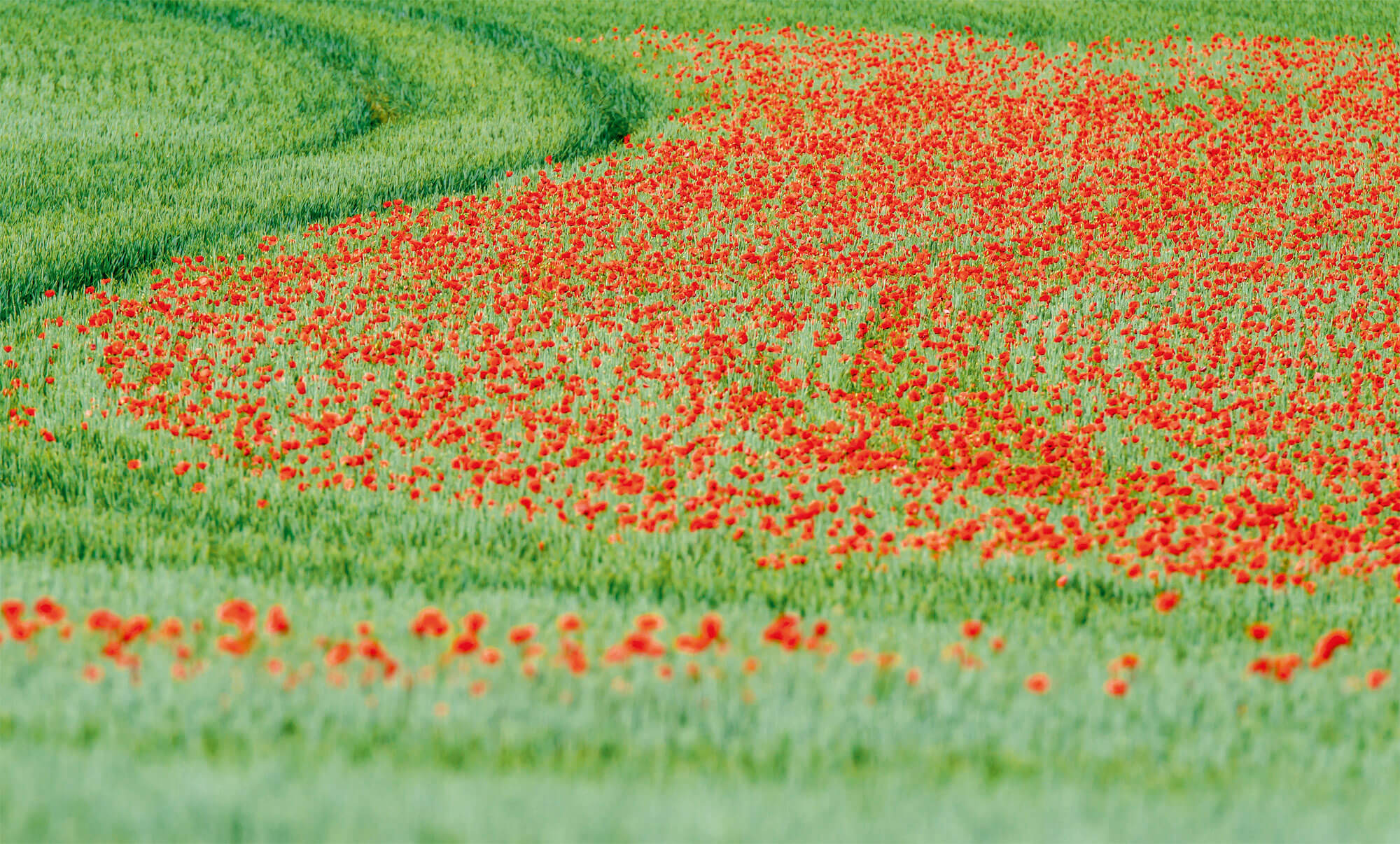 Coquelicots dans un champs de céréales - La salamandre
