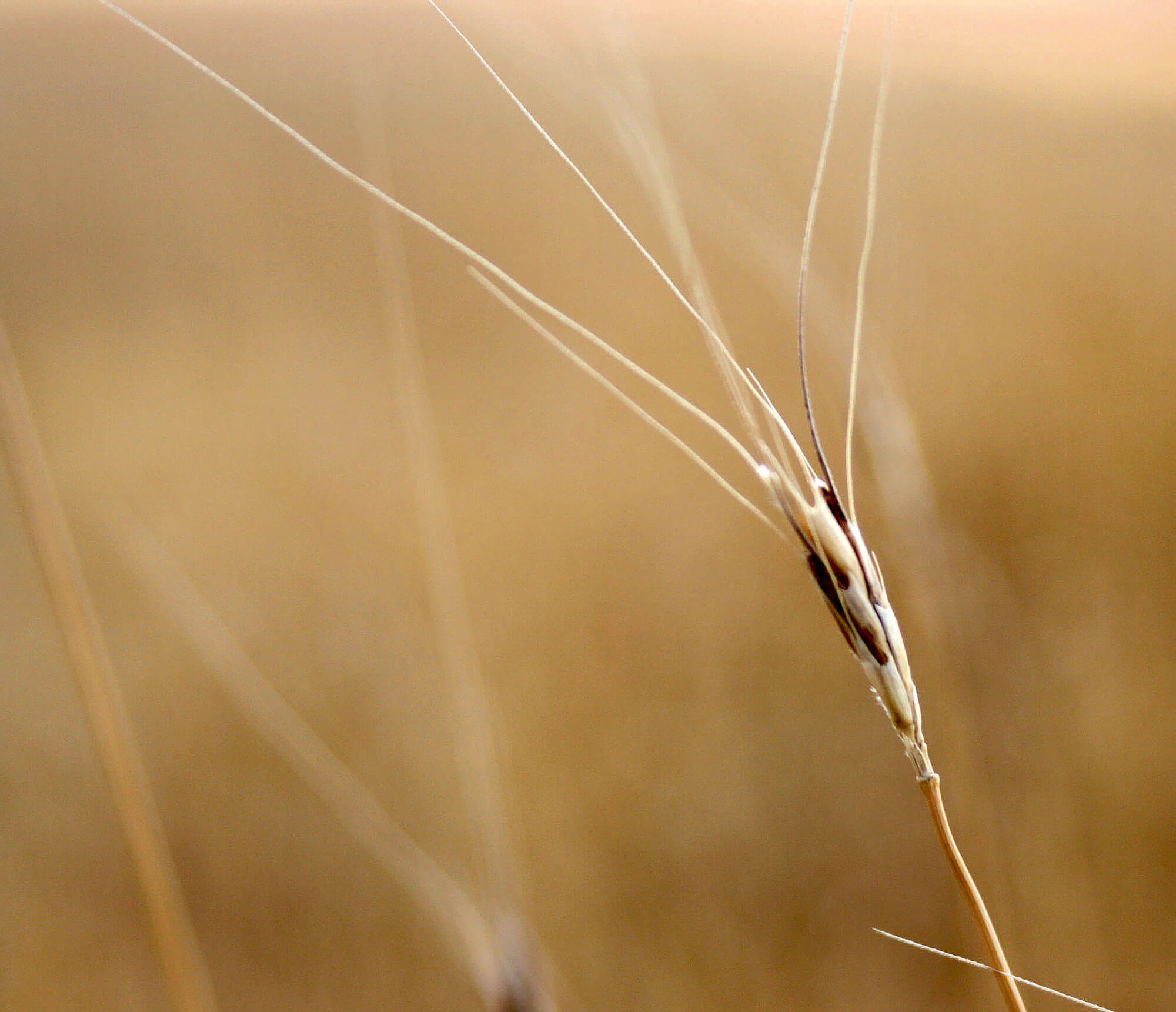 L'engrain, une des premières céréales cultivée par l'homme