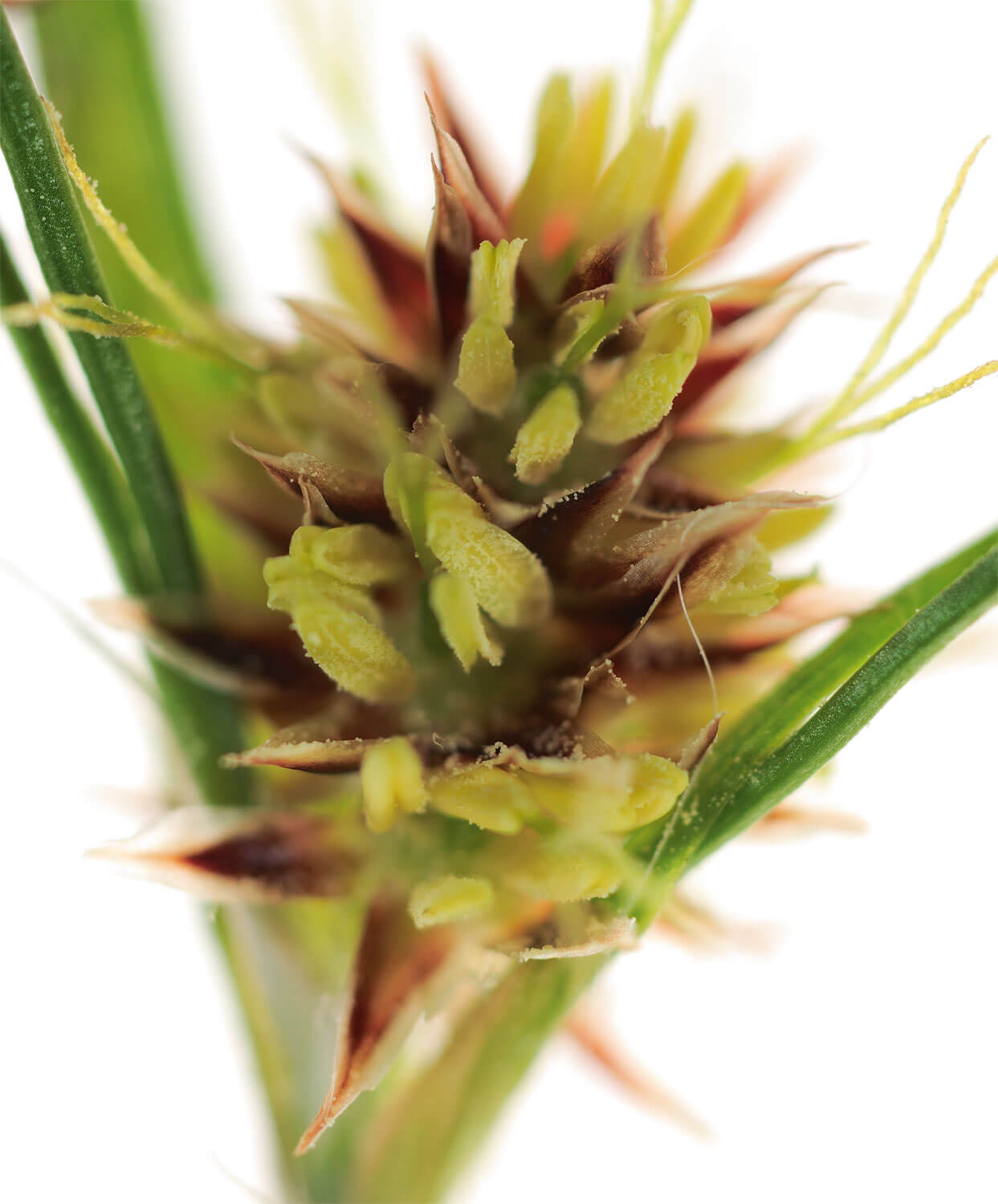 Photo d'une fleur de jonc - La Salamandre