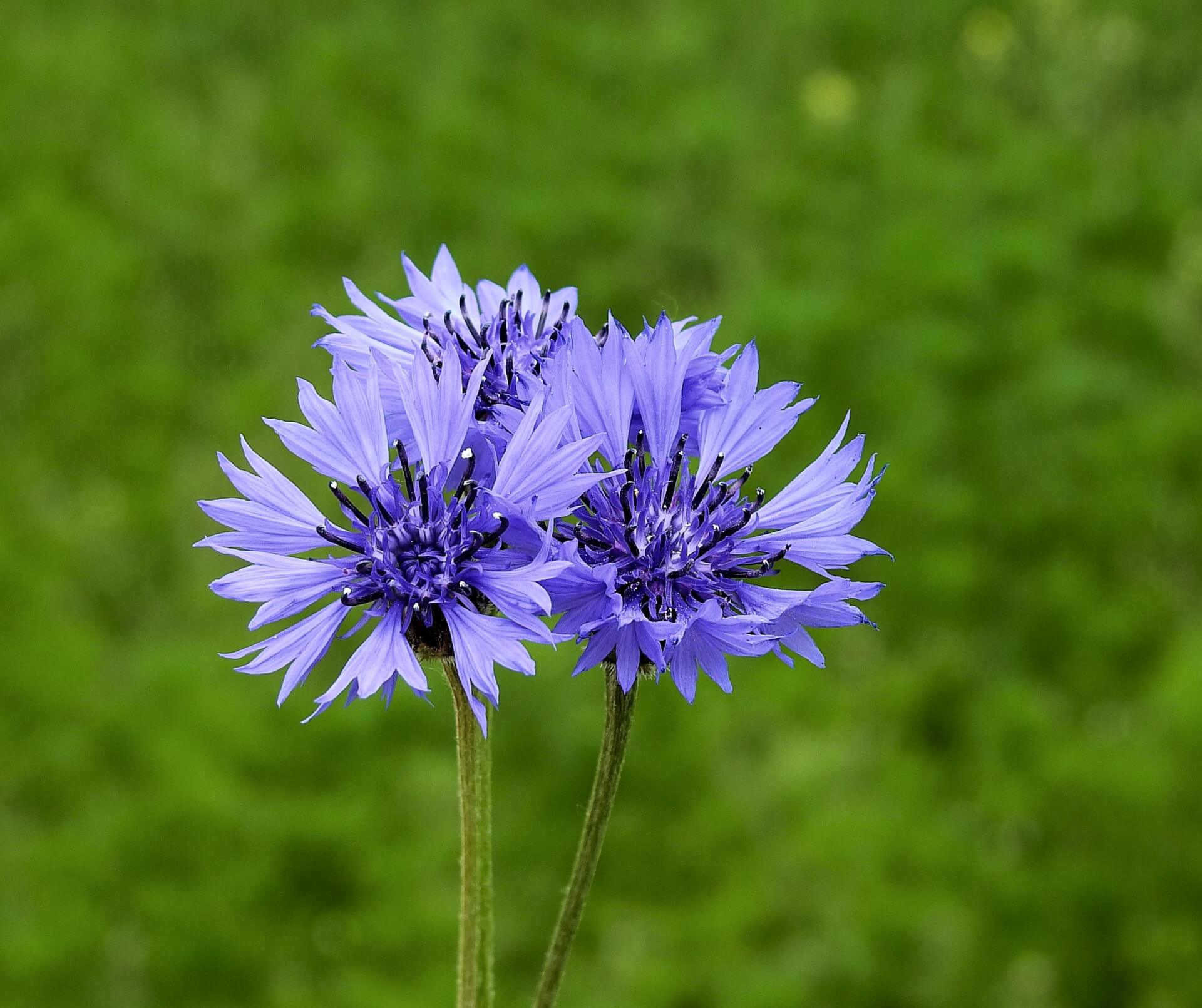 Le bleuet, une fleur typique des moissons.