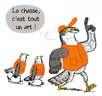 La chasse, c'est tout un art pour l'autour