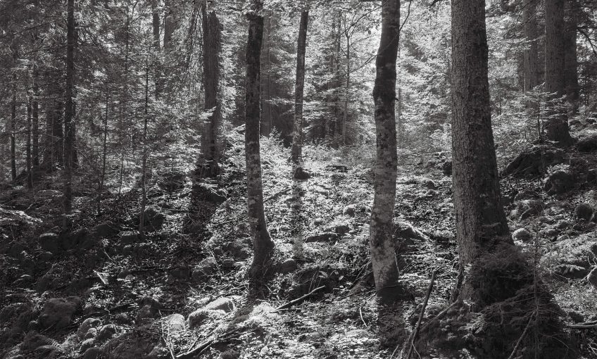 Risoux, l'appel de la forêt, le livre - La Salamandre