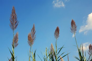 Le roseau, pieds dans l'eau et cheveux dans le vent