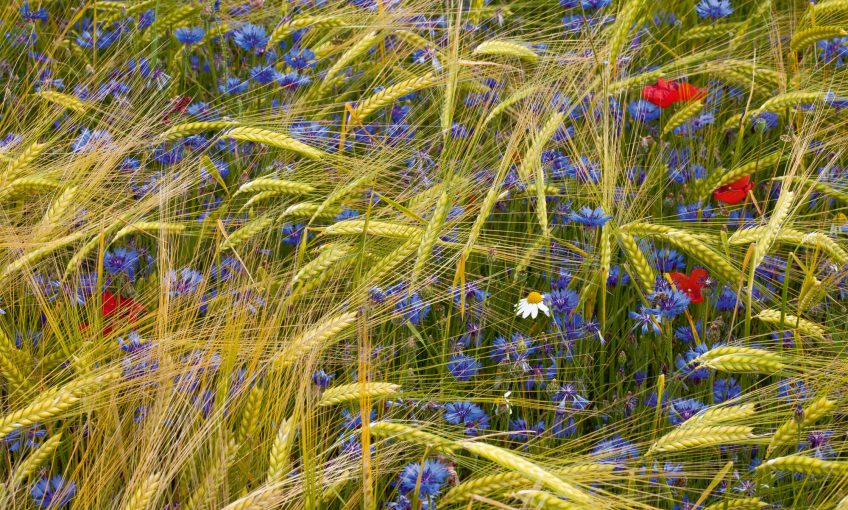 Plantes messicoles dans un champs de céréales