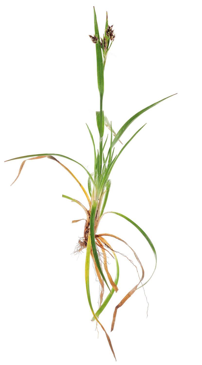 Photo de Luzule multiflore - La Salamandre