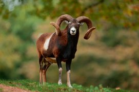 Mouflon de Corse / © Bruno Cavignaux / Biosphoto