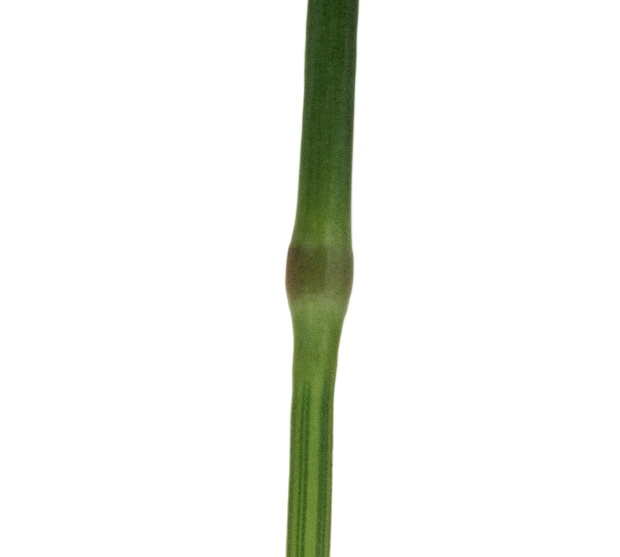 Photo d'un nœud de graminée - La Salamandre