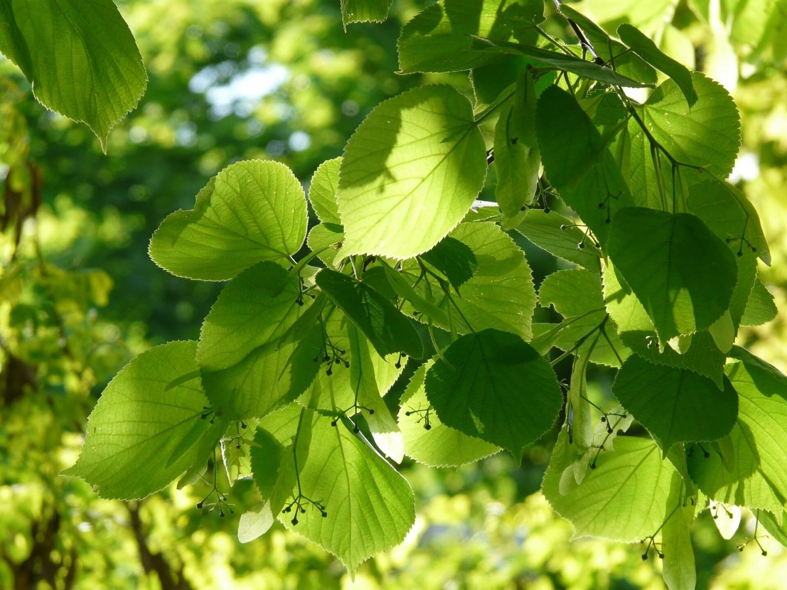 Le tilleul, un arbre médicinal et utilitaire