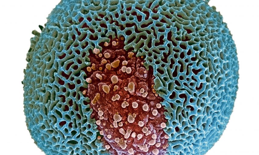 zoom sur les pollens