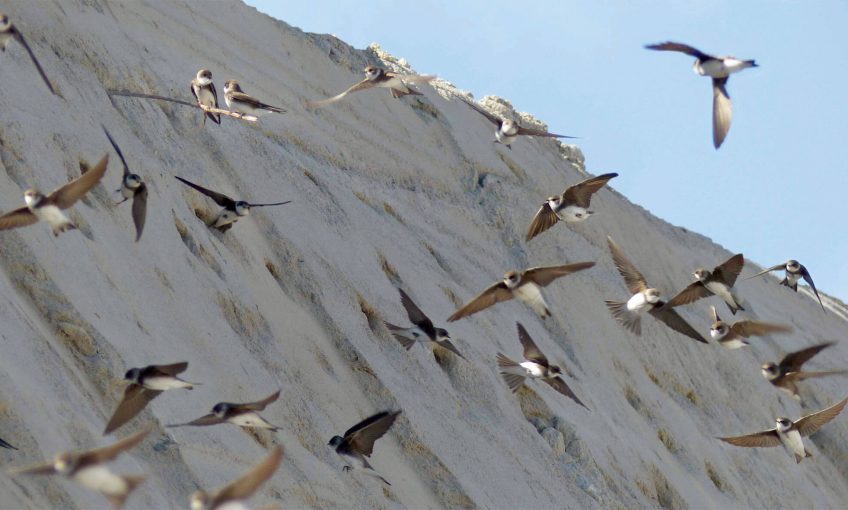 L'hirondelle de rivage, un oiseau à protéger en Belgique - La Salamandre