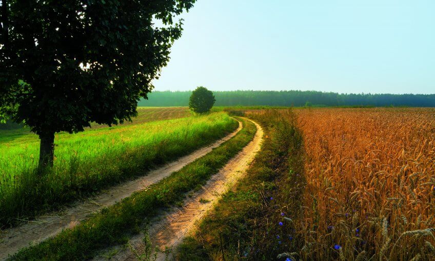 Prairie sèche, roselière ou champ de blé : quartier de graminées