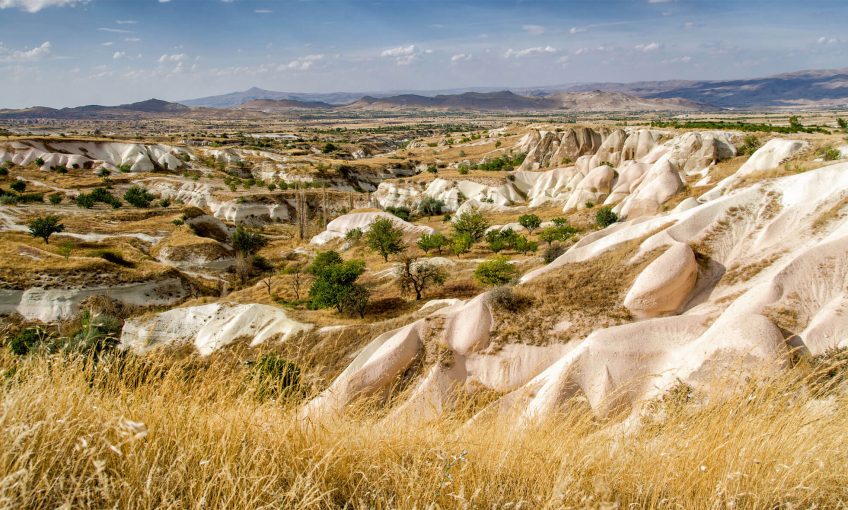 Paysage de culture de céréales