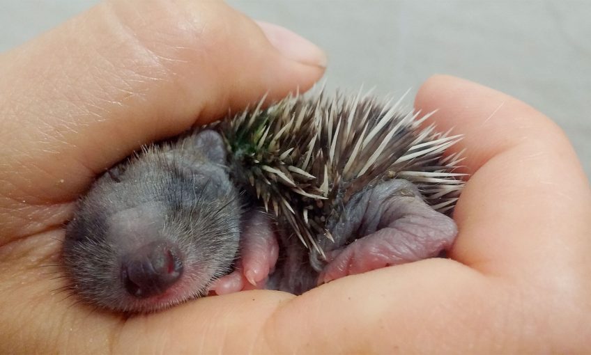 Bébé hérisson en centre de soin
