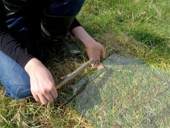 Comment attirer un orvet dans son jardin ?