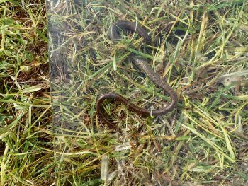 Comment attirer un orvet dans son jardin ?