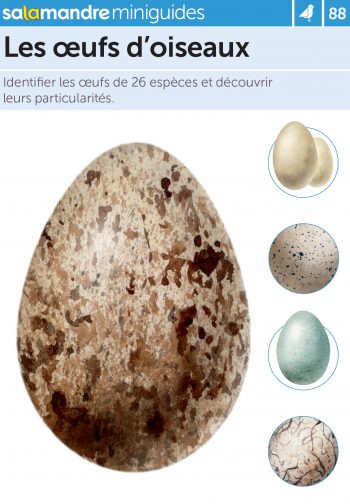 Miniguide 88 – Les œufs d’oiseaux