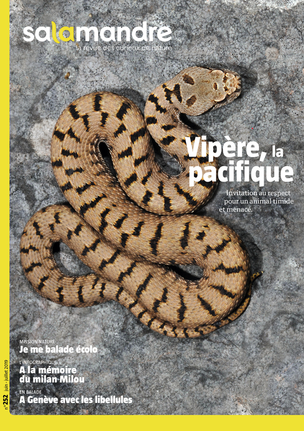 La salamandre 252 vipère la pacifique
