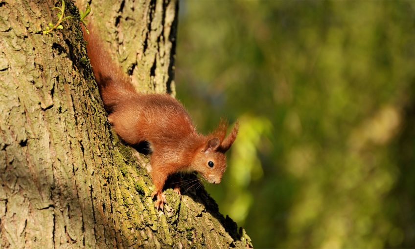Pourquoi l'écureuil grimpe-t-il si bien aux arbres? - La Salamandre