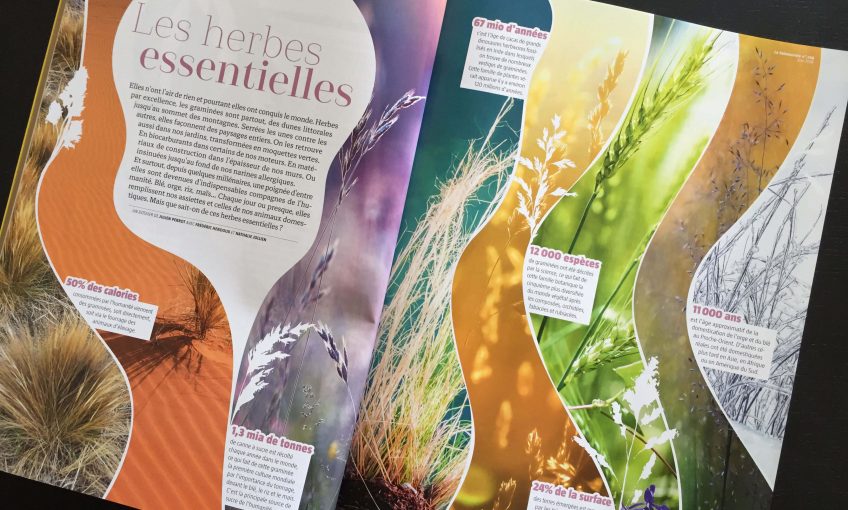 Herbes et graminées Salamandre n° 246