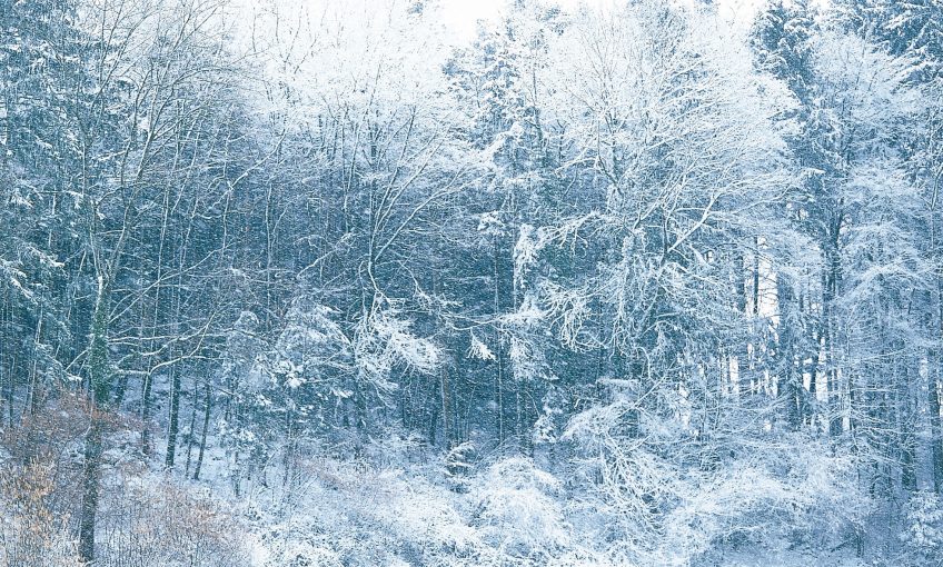 Désirée à Noël, crainte en ville, attendue dans les stations, la neige cristallise tous les enjeux de notre hiver. - La Salamandre