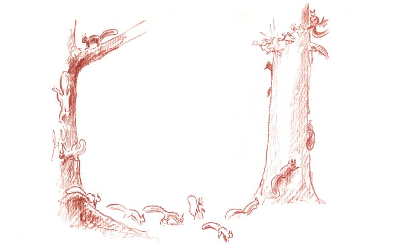 écureuil dessin de Jean Chevalier