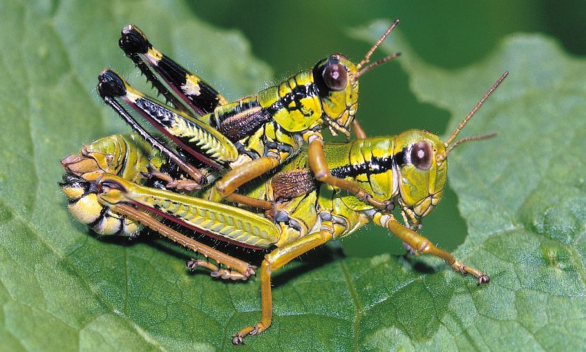 La reproduction des criquets et des sauterelles - La Salamandre