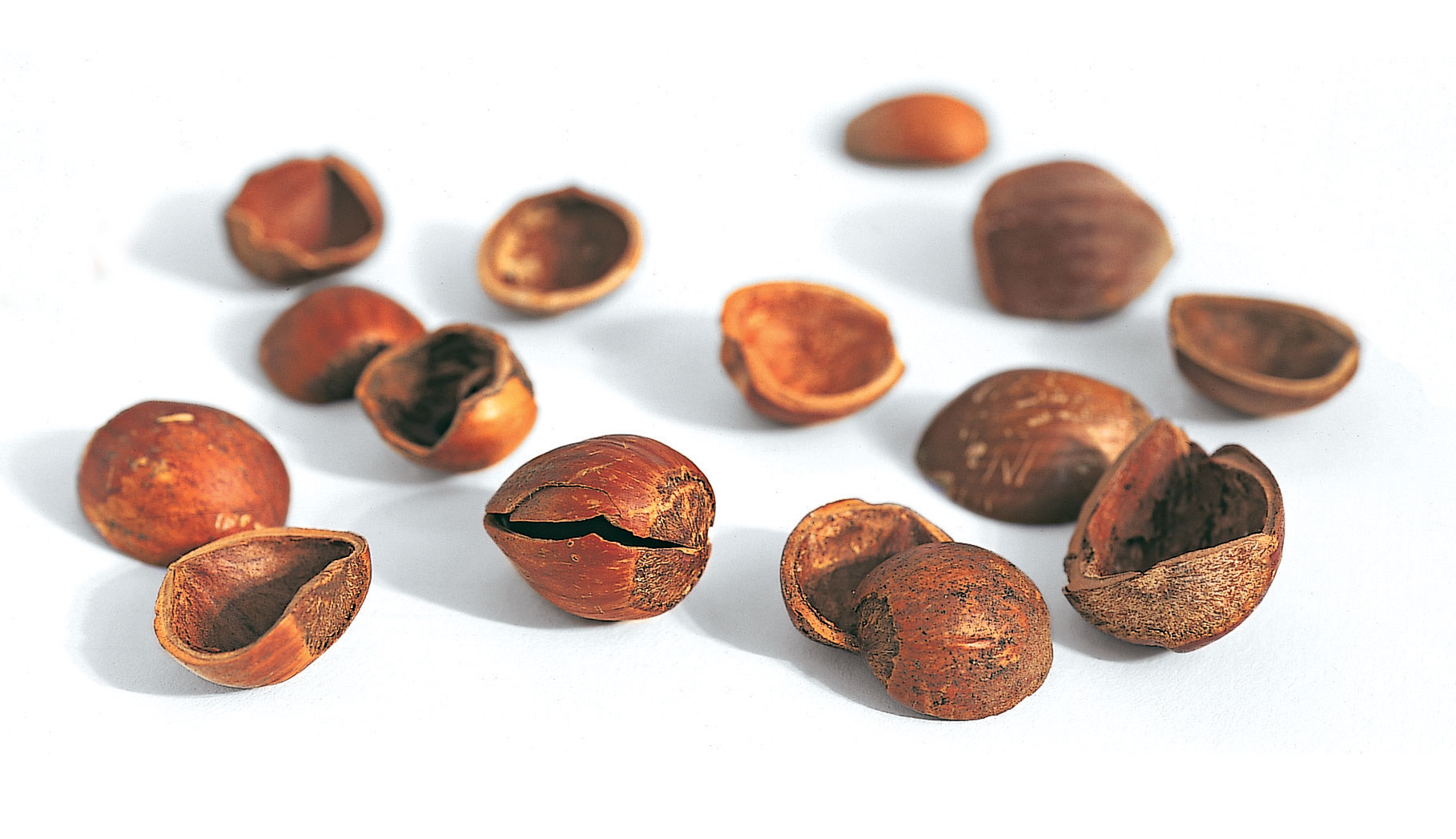 Pourquoi l'écureuil fait-il des stocks de nourriture? - La Salamandre