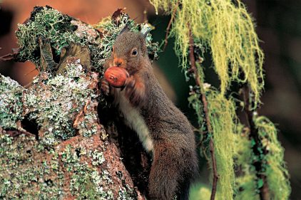 L'écureuil gris supplante le roux en Europe à cause de l'homme