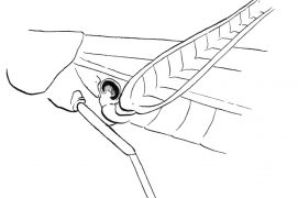 Les oreilles des criquets sont situées de part et d’autre de l’abdomen : deux tympans, un de chaque côté du corps, reliés l’un à l’autre par des coussins d’air. / © Jérôme Gremaud