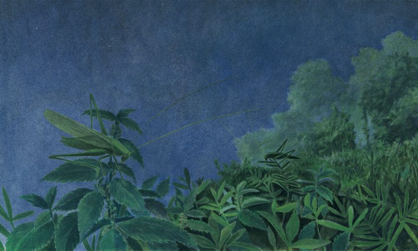 grande sauterelle verte