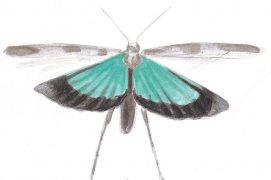 Oedipode turquoise