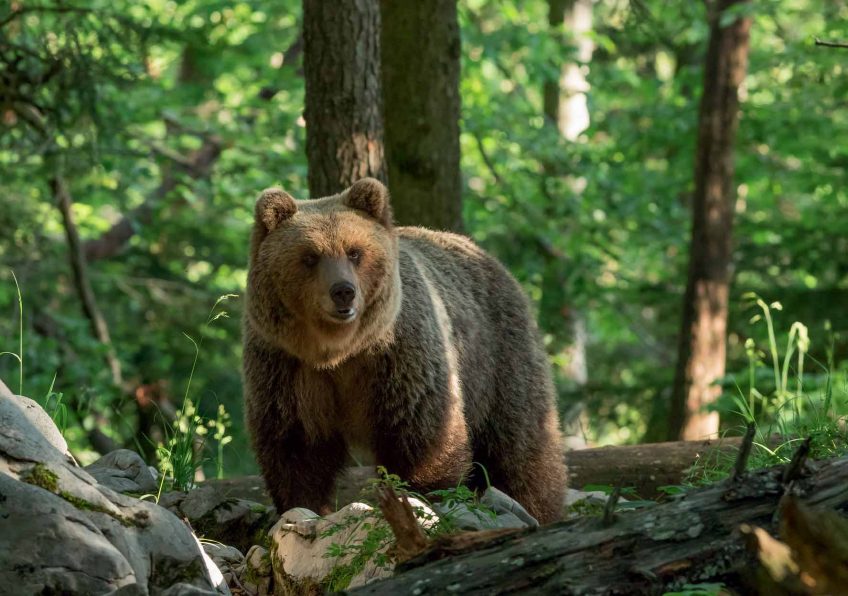 Ours brun de Slovénie