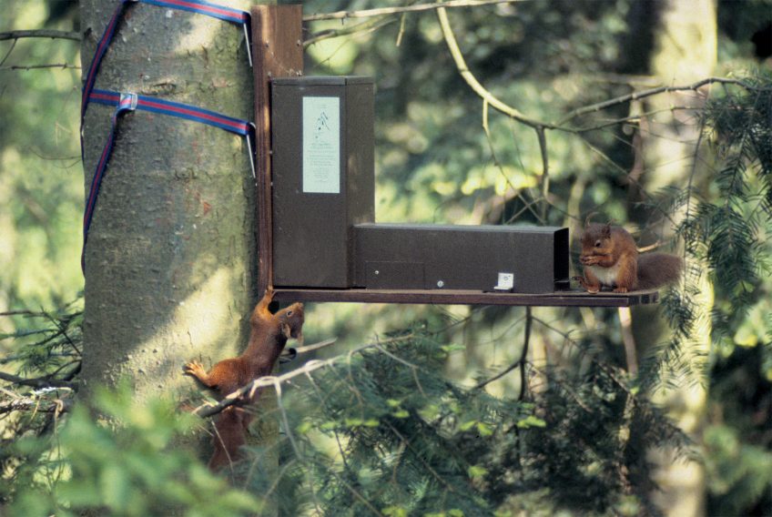 L'écureuil gris espèce invasive qui décime l'écureuil roux - La Salamandre