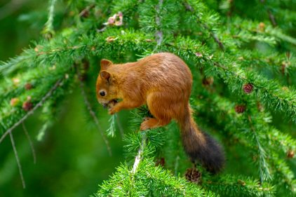 Etranges dégâts aux troncs d'arbres: qui aurait pensé à l'écureuil ?